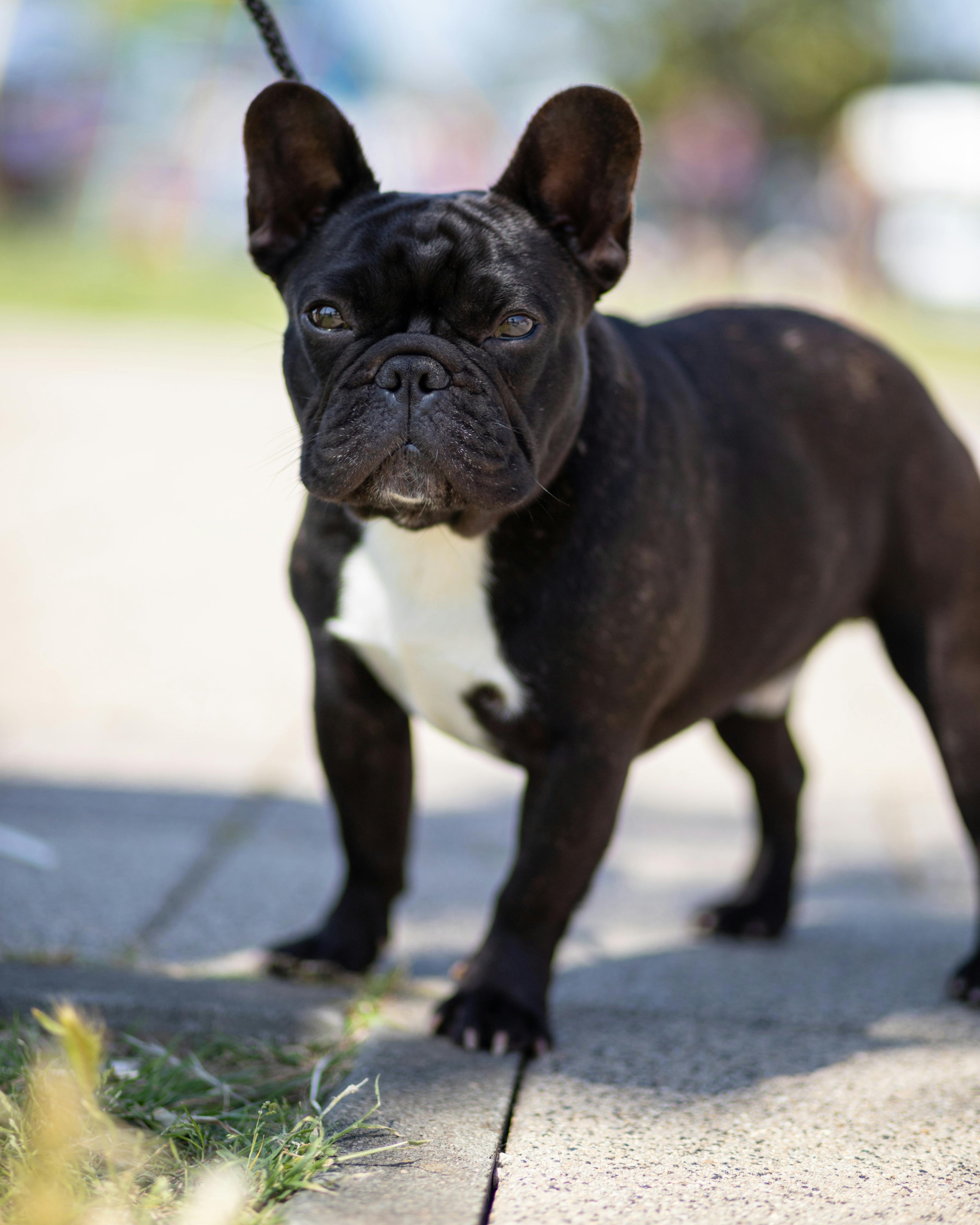 Collar de Cuero para Mascotas